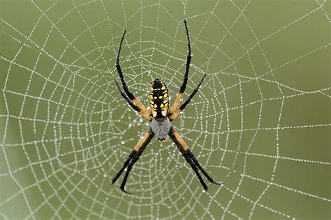 Free photo: Spider in web - Hunter, Insect, Silk - Free Download - Jooinn