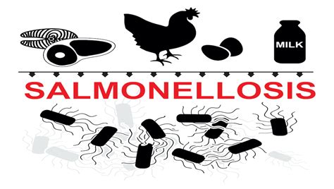 Infecciones por Salmonella investigadas en Nueva Zelanda - Espanol News