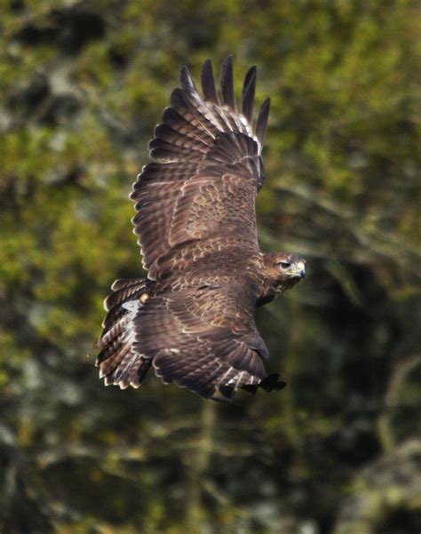 Common Buzzard Wingspan | Taken at the International Centre … | Flickr