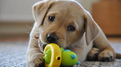 cucciolo labrador Archives - Il Carattere dei Cani