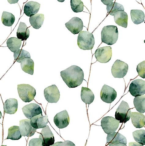 Eukalyptus Hintergrundbild