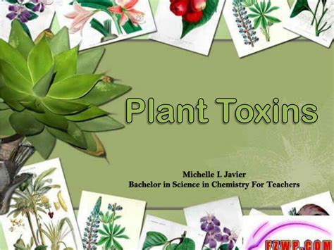 PPT - Plant Toxins PowerPoint Presentation, free download - ID:6494657