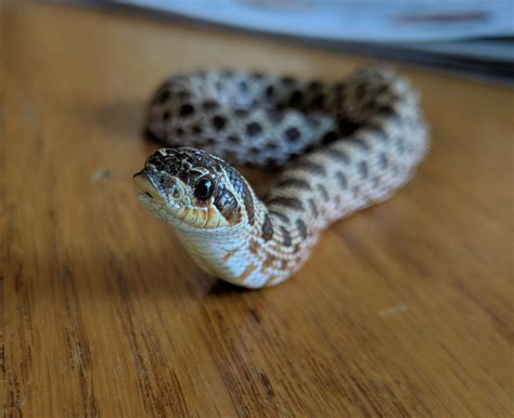 a snake sitting on top of a wooden table