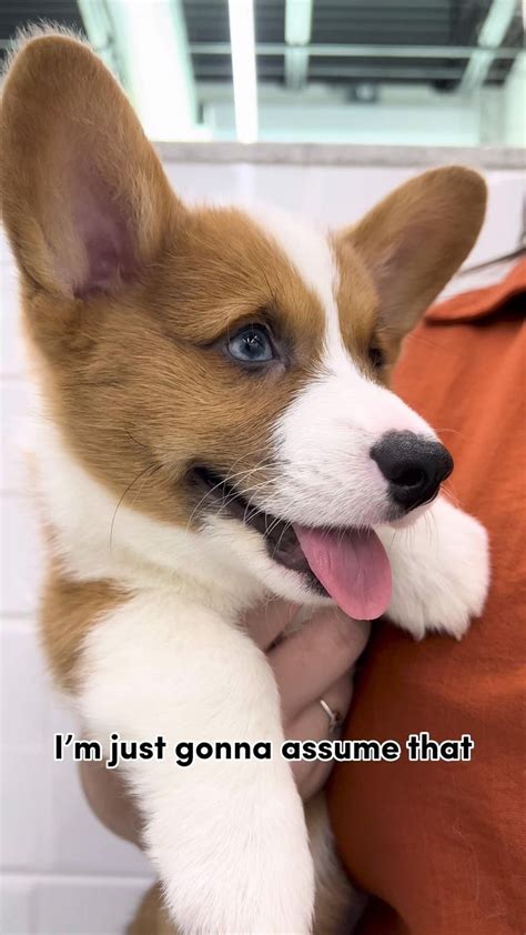 Corgi Love | Puppies, Corgi, Dogs