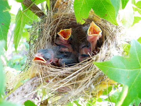 blue grosbeak nest - nestlings | Lakehurst, New Jersey, USA … | Flickr