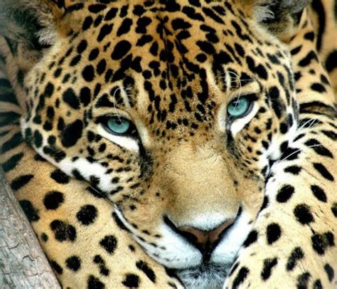 Eyes of Jaguar | Jaguar animal, Rainforest animals, Animals