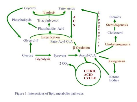 Metabolism of ketone bodies