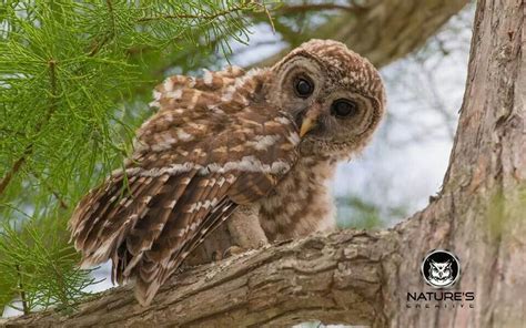 Baby barred owl | Baby owls, Beautiful owl, Barred owl