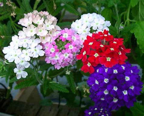 Verbena Florist Mix 200 SEEDS Verbena Hybrida FLOWER - Etsy