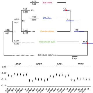 Phylogenetic relationships and divergence of the Suidae species used in ...