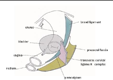 Cardinal Ligament and Transverse Cervical Ligament are not Synonymous | Semantic Scholar