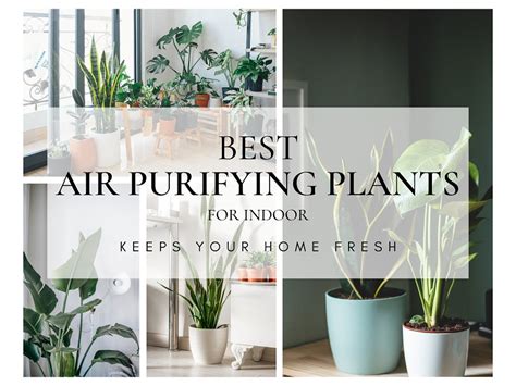 20 Best Air Purifying Indoor Plants That Keep Your Home Fresh.