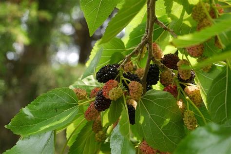 Morus rubra (Common Mulberry, Mulberry, Red Mulberry) | North Carolina ...