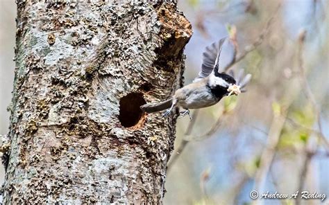 Black-capped Chickadee