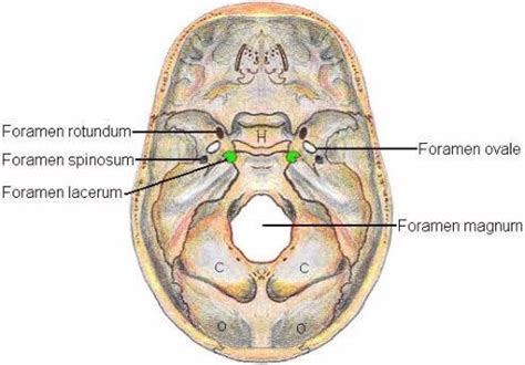 Foramen lacerum~ Does not carry any vessels. Filled with fibrous cartilage. Foramen rotundum~ CN ...