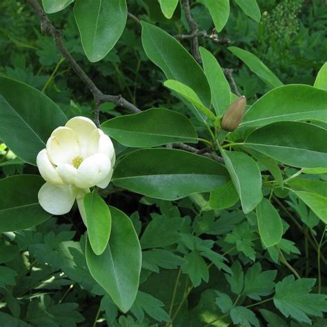 Buy Sweetbay (Magnolia Virginiana) 5 seeds online :: Seeds ...