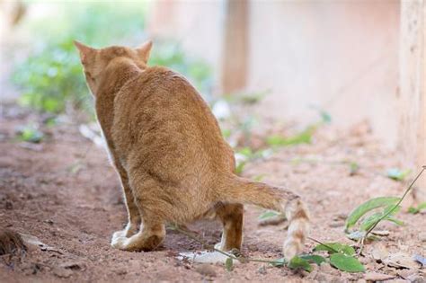 Male Cat Behavior Characteristics | LoveToKnow