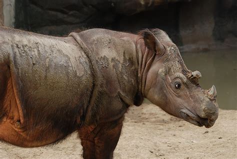 Sumatran rhinoceros (Dicerorhinus sumatrensis) - The Perfect World Foundation