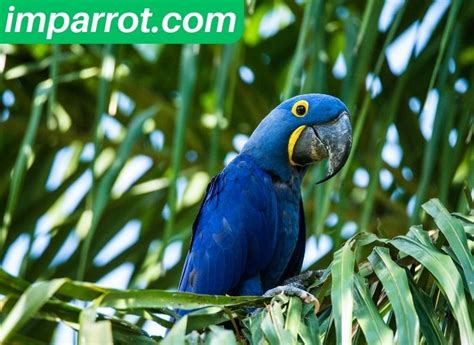 Hyacinth Macaw Lifespan (How Long do Hyacinth Macaws Live) - imparrot