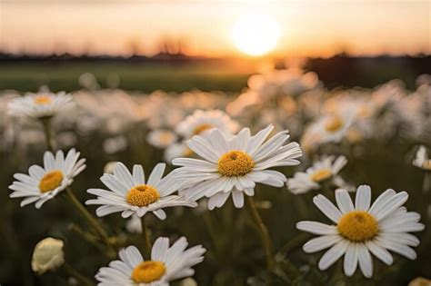 Premium Photo | Sunset daisy field White blooms against setting sun backdrop Serene landscape ...