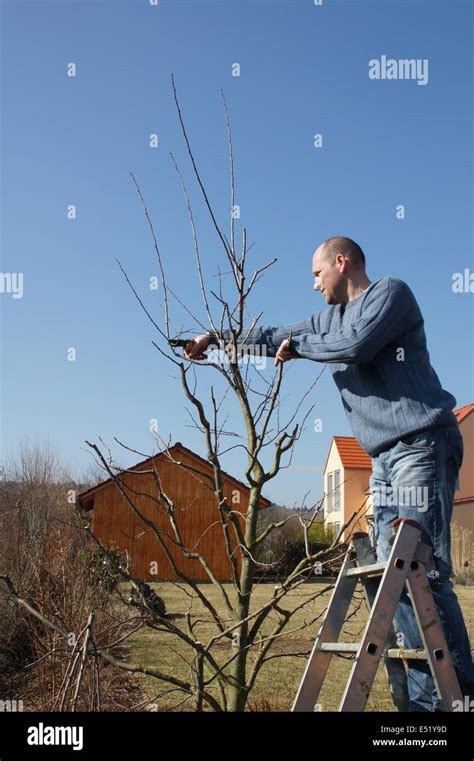 Plum tree, pruning Stock Photo - Alamy