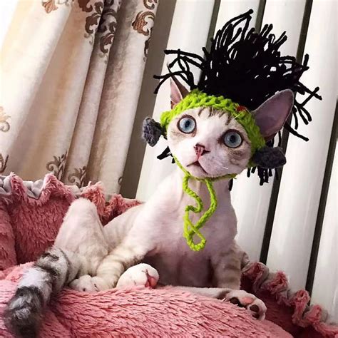 Cat in Funny Hat | Punk Chi Hat for Cat, Cat Wearing Hat, Cat Accessory