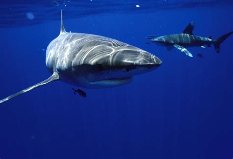 Oceanic Whitetip Shark – "OCEAN TREASURES" Memorial Library