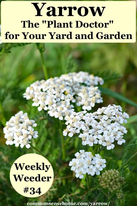 Yarrow - The "Plant Doctor" for Your Yard and Garden