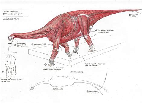 Pin von Erwin Brouwer auf Dinosaurs - Sauropods | Dinosaurier, Tiere