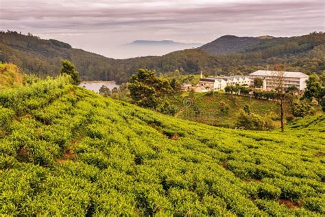 Sri Lanka: Famous Ceylon Highland Tea Fields Stock Photo - Image of nuwara, mountain: 83776996