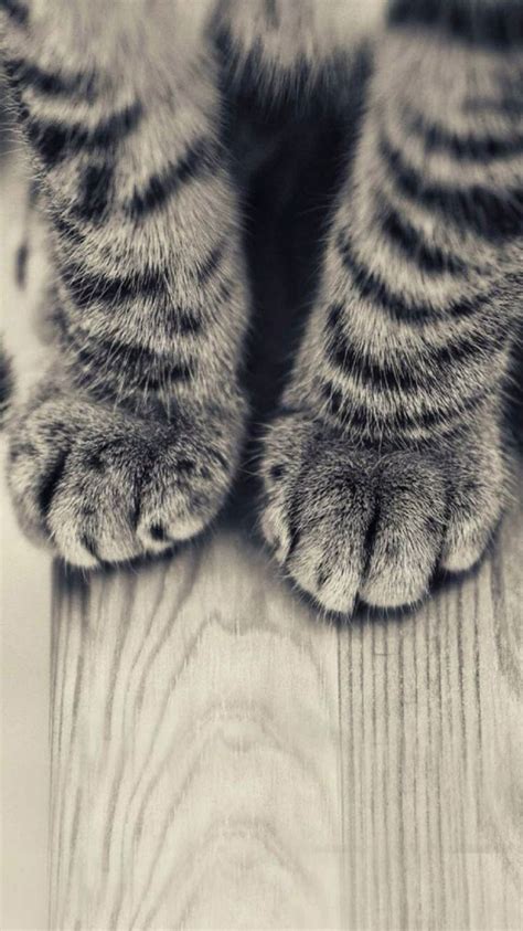 Cat Paw Wallpapers - Wallpaper Cave