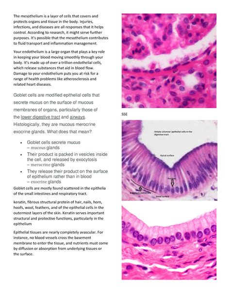 Tissue Histology - The mesothelium is a layer of cells that covers and ...