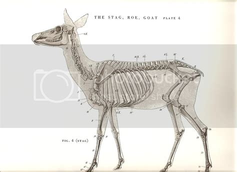 Deer Anatomy Photo by stefer24 | Photobucket