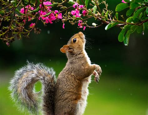 Squirrels are a worthy subject for the winner of the 2020 squirel photography contest - The ...