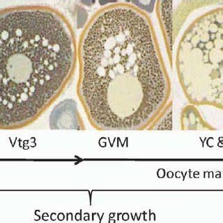 Progression of oocyte development from primary growth oocytes (PG), to... | Download Scientific ...