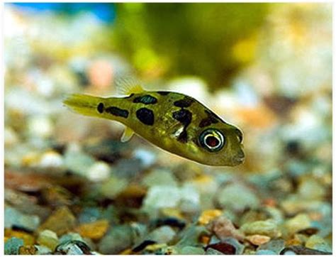 Dwarf Pea Puffer | Arizona Aquatic Gardens