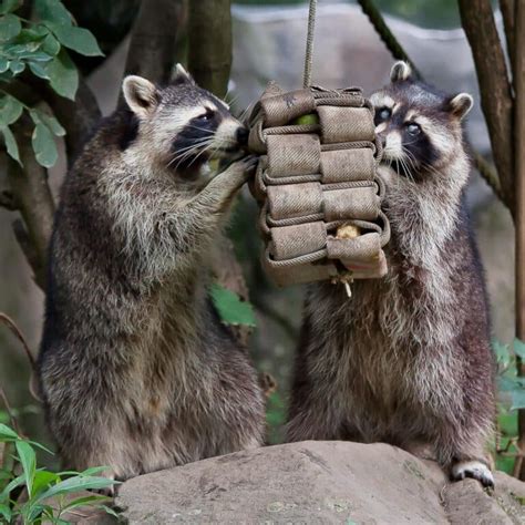 These 8 Traps Will Catch You a Raccoon - Survival Magazine & News ...