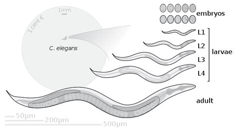 Caenorhabditis elegans - Wikiwand