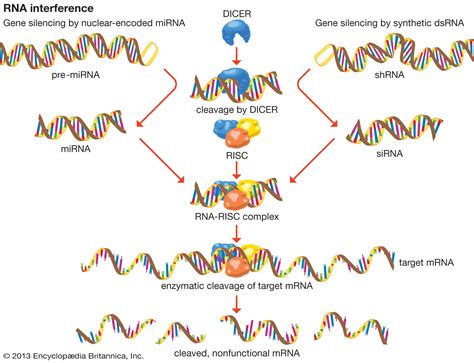 RNA interference (RNAi) | Britannica