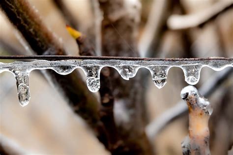 Free picture: frozen, rain, raindrop, close-up, wire, focus, winter ...