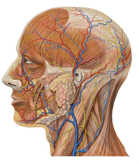 Vascular Anatomy of the Neck - ENT Clinic Sydney