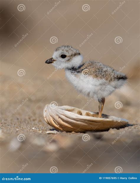 Piping Plover Portrait stock image. Image of delaware - 119057695