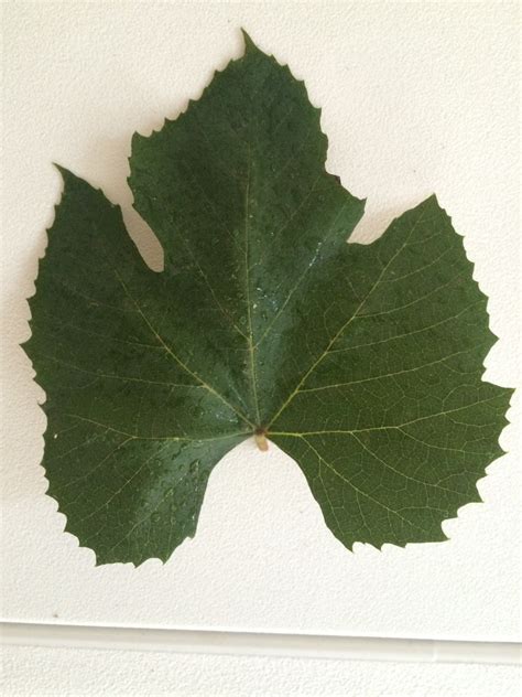 Grape Leaf Identification - Ask Extension