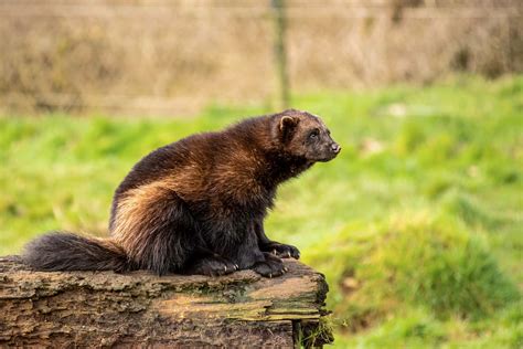 Discover Why Michigan Is Called the Wolverine State - A-Z Animals