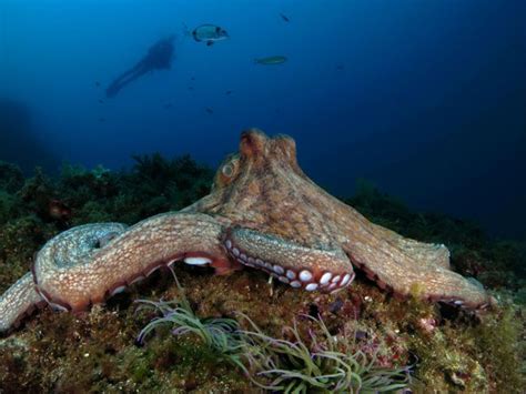 Octopus Facts: Habitat, Behavior, Diet