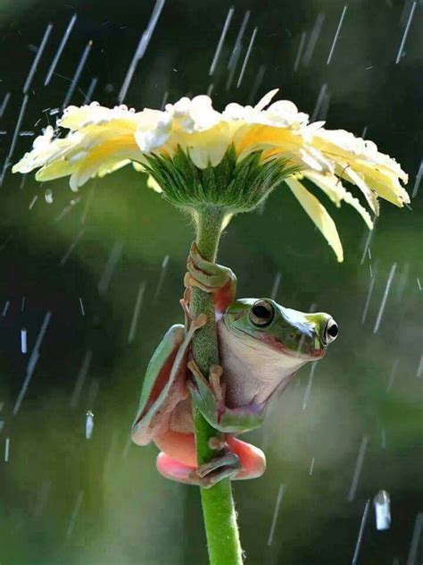 Grenouille Sous La Pluie Humour