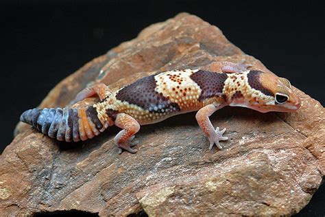 African Fat Tailed Gecko Facts and Pictures