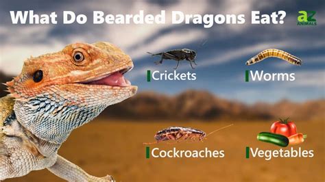 What Do Bearded Dragons Eat? - A-Z Animals