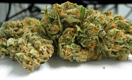 Ghost OG Weed Strain Information | Leafbuyer