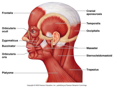 muscles of head and neck - Anatomy & Physiology 2200 with Williams at ...